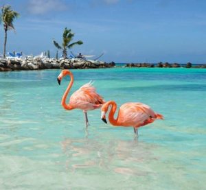 Flamingos on the beaches of Aruba